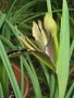 vignette Hermodactylus tuberosus = Iris tuberosa