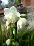 vignette Narcissus multiflore 'Erlicheer'