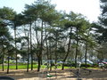 vignette Pinus sylvestris - Pin Sylvestre sur Aire de jeu du Jardin Kennedy