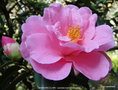 vignette Camlia ' BARBARA CLARK ' camellia hybride ( saluenensis x reticulata )