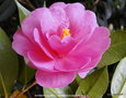 vignette Camlia ' BARBARA CLARK ' camellia hybride ( saluenensis x reticulata )