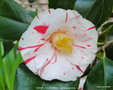vignette Camlia ' DAINTY ( CALIFORNIA ) ' camellia japonica