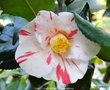 vignette Camlia ' DAINTY ( CALIFORNIA ) ' camellia japonica