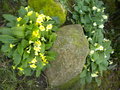 vignette de Primevères, à droite Primevère élevée ou Primevère des bois = Primula elatior - à gauche, semis naturel