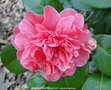 vignette Camlia ' MADAME MARTIN CACHET ' camellia japonica