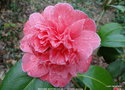 vignette Camlia ' MADAME MARTIN CACHET ' camellia japonica