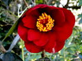 vignette Camlia ' BOB HOPE ' camellia japonica