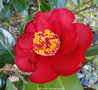 vignette Camlia ' BOB HOPE ' camellia japonica