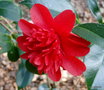 vignette Camlia ' VOLCANO ' camellia japonica
