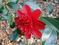 vignette Camlia ' VOLCANO ' camellia japonica