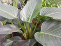 vignette Philodendron 'Congo vert'