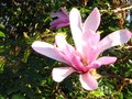 vignette Magnolia Leonard Messel gros plan au 05 03 11