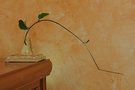 vignette Hoya carnosa 'Exotica' bouture qui fleurit