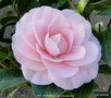 vignette Camlia ' KAY TRUESDALE ' camellia japonica