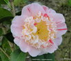 vignette Camlia ' TINKER BELL ' camellia japonica