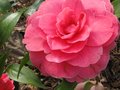 vignette Camellia reticulata K.O.Hester gros plan au 06 03 11