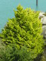 vignette Cupressus macrocarpa 'Lutea' - Cyprs de Lambert dor