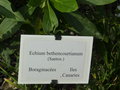 vignette Echium bethencourtianum