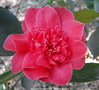 vignette Camlia ' ELISABETH HAWKINS ' camellia japonica