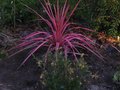 vignette Grevillea semperflorens desert flame et Cordyline australis southern splendour au 07 03 11