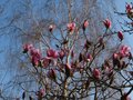 vignette Magnolia Iolanthe et betula verrucosa au 07 03 11