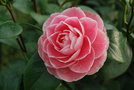 vignette Camellia japonica 'Montironi Rubra'   (1851)