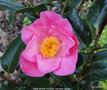 vignette Camlia ' ANNE MARIE PICHON ' camellia hybride