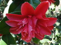 vignette Camlia ' MARK ALAN ' camellia japonica