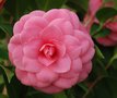 vignette Camellia japonica 'Mrs Tingley'   (USA 1949)