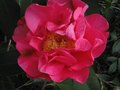 vignette Camellia reticulata Captain Rawes au 07 03 11