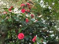 vignette Camellia japonica chandleri elegans au 07 03 11