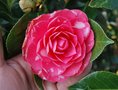 vignette Camellia japonica 'Monsieur Faucillon'   (F 1873)