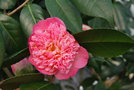 vignette Camellia japonica 'Douceur'   (Alfred Lematre, Carquefou F 2011)