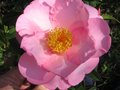vignette Camellia williamsii Mary Phoebe Taylor premire fleur au 05 03 11