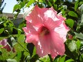 vignette Hibiscus moscheutos Sweet Caroline