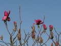 vignette Magnolia Vulcan premires fleurs au 08 03 11