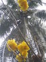 vignette Cochlospermum vitifolium 'Plenum'