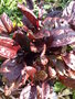 vignette Rumex acetosa ssp vineatus - Oseille rouge