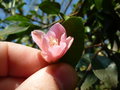 vignette Camellia rosaeflora