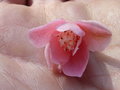 vignette Camellia rosaeflora