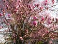 vignette Magnolia Iolanthe et Prunus pissardii au 09 03 11