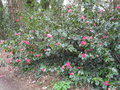 vignette Camellia (massif de 'Paolina Guichardini')