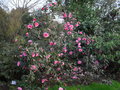 vignette Camellia (massif de 'Brigadoon')