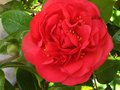 vignette Camellia japonica Kramers suprme et ses trs grandes fleurs au 10 03 11