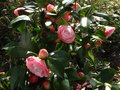vignette Camellia japonica Desire toujours bien fleuri au 10 03 11