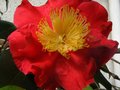 vignette Camellia japonica Grand Prix  la trs grande fleur au 10 03 11