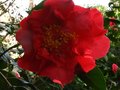 vignette Camellia reticulata Dr Clifford's park à la très grande fleur au 10 03 11