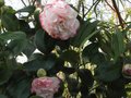 vignette Camellia japonica Margareth davies picottee au 10 03 11