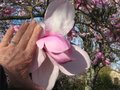 vignette Magnolia Iolanthe grandeur de la fleur au 10 03 11
