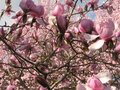 vignette Magnolia Iolanthe trs fleuri au 10 03 11